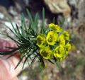 Euphorbia cyparissias